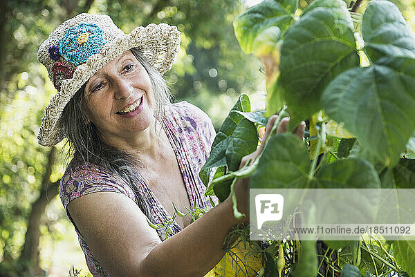 Senior woman looking at green beans in the garden  Altötting  Bavaria  Germany