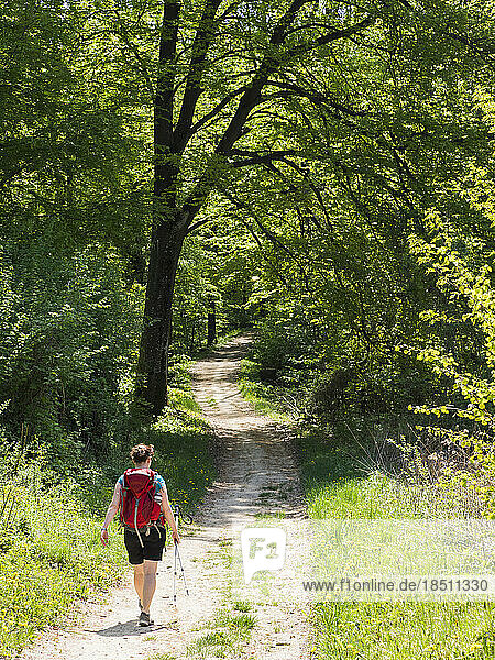 Woman hiking through forest near Wasenweiler  Baden-Württemberg  Germany