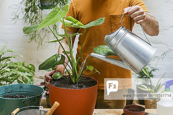 Man watering green plant (Monstera Deliciosa)