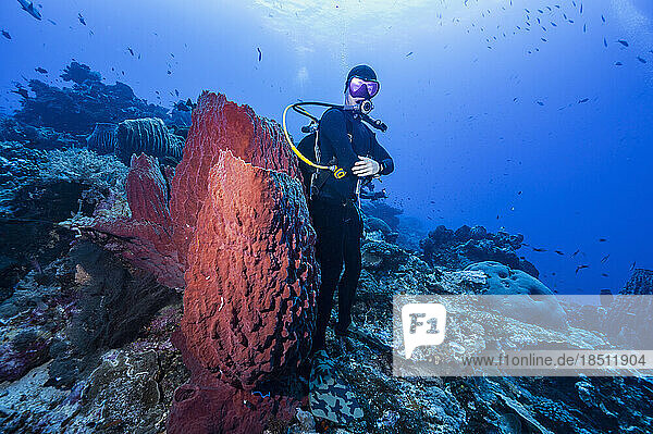 diver standing next Giant barrel sponge coral to in the Banda Sea
