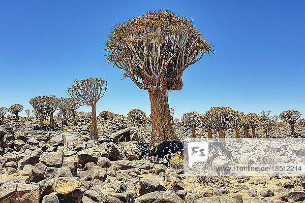 Quiver tree forest  Keetmanshoop  Namibia  Africa