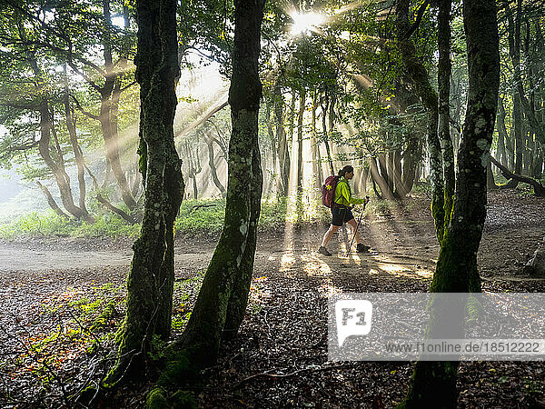 Women hiking through forest in sunlight beam at Hohneck  Vosges  France