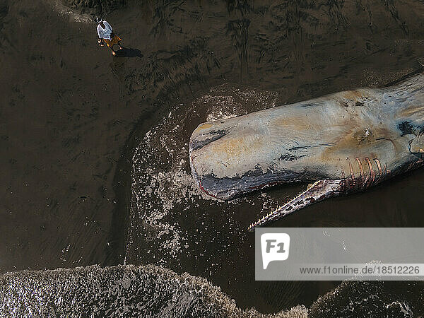 Dead sperm whale in state of putrefaction on the beach