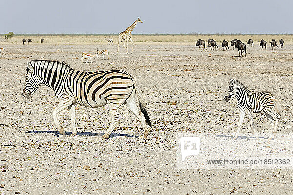 Zebras  Giraffe  and Gnus at Etosha National Park  Namibia  Africa