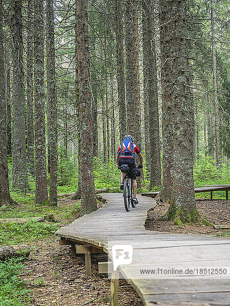 Mountain biker cycling on boardwalk in the forest  near Todtnauberg  Baden-Württemberg  Germany