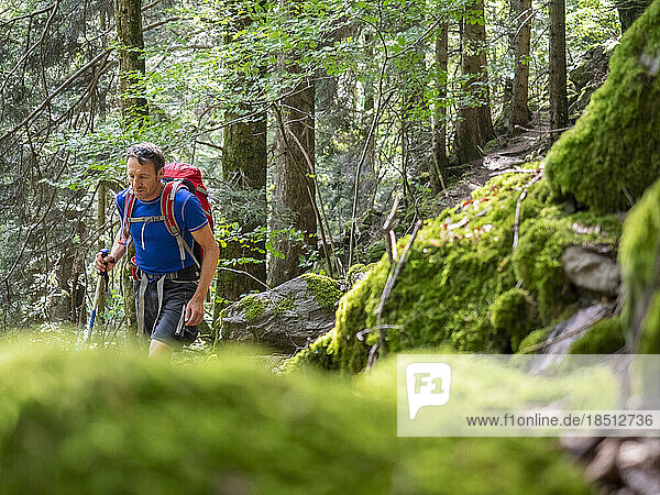 Man hiking in the Black Forest on narrow footpath  Baden-Württemerg  Germany