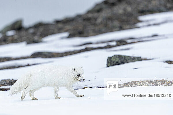 an arctic fox walks on a hill between snow patches