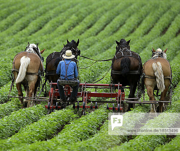 Amish men working crops in Wisconsin.