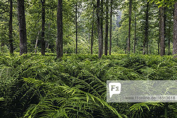 Field of fern in the forest