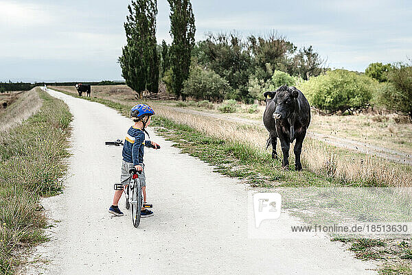 Young boy in the countryside watching a cow