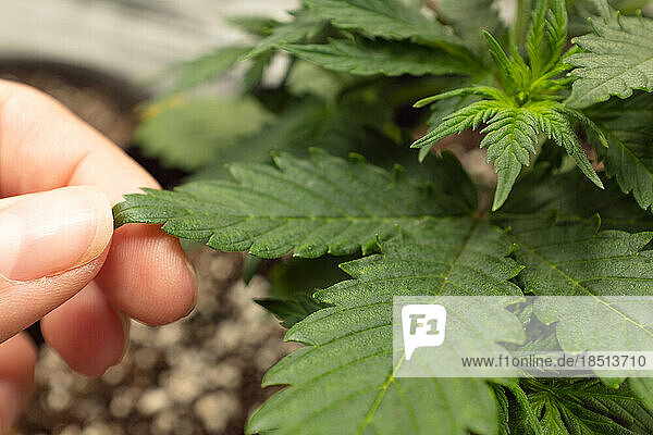 Hands touching leaf of homegrown marijuana plant.