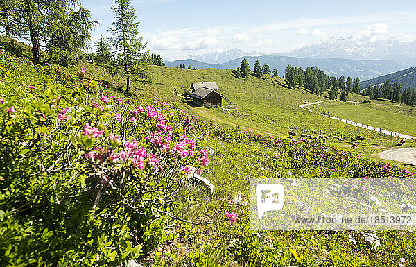 Austria  Salzburger Land  Altenmarkt im Pongau  Alpine pasture in spring with wildflowers blooming in foreground
