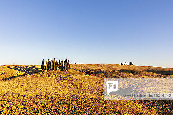 Italy  Tuscany  San Quirico d'Orcia  Rolling landscape of Val d'Orcia with small grove of cypress trees in background