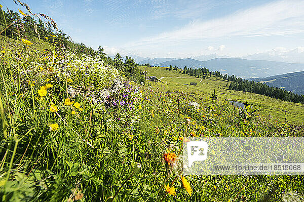 Austria  Salzburger Land  Altenmarkt im Pongau  Alpine meadow in spring