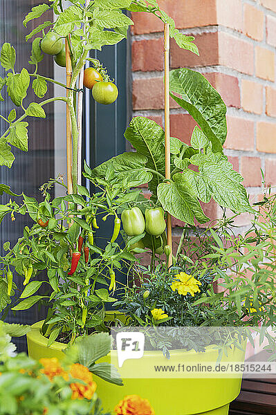 Tomatoes and red chili peppers cultivated in balcony garden