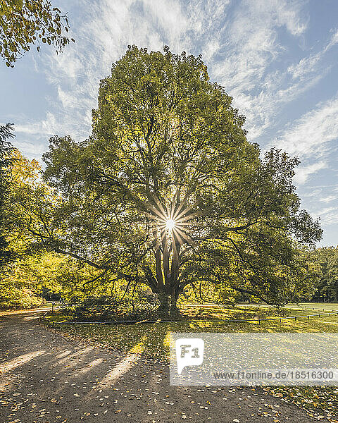Germany  Hamburg  Sun shining through branches of old sycamore tree (Acer pseudoplatanus) in Hirschpark