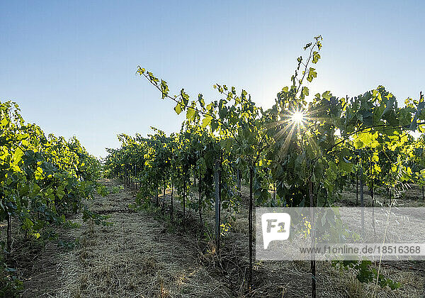 Vineyard under sky on sunny day