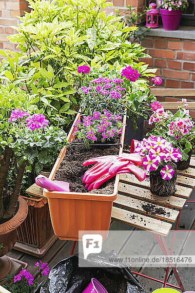 Planting of pink summer flowers in balcony garden