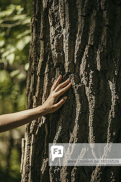 Woman touching bark of tree at sunny day