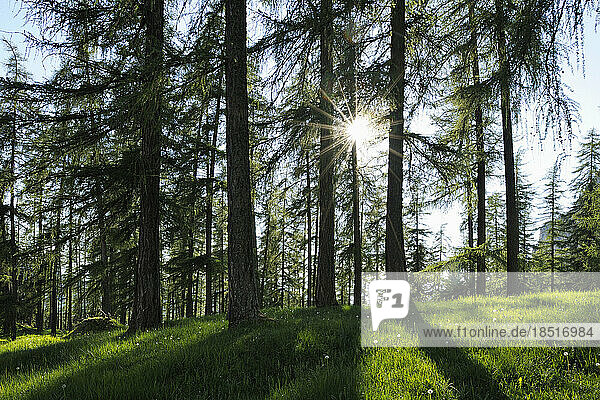 Italy  Trentino-Alto Adige  Summer sun shining over larch trees (Larix decidua) in Dolomites
