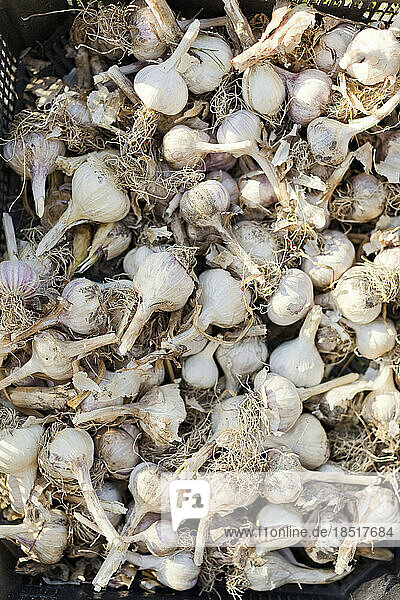 Heap of dry garlic bulbs in basket