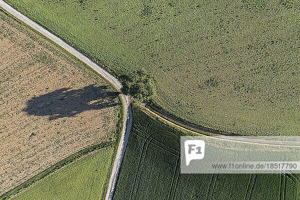 Germany  Baden-Wurttemberg  Aerial view of single tree growing on intersection of dirt roads stretching between agricultural fields