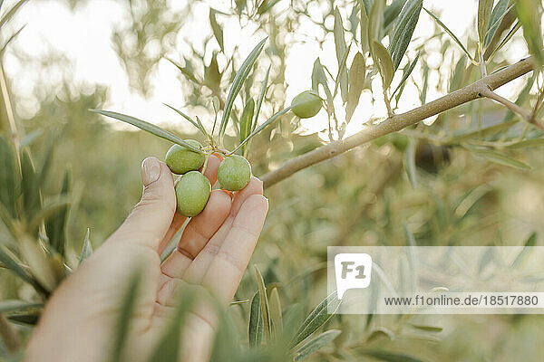 Hand einer Frau  die Olivenfrüchte berührt