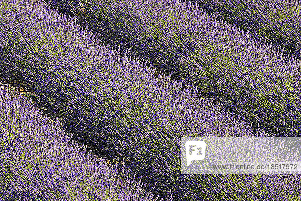 France  Provence-Alpes-Cote d'Azur  Lavender field in Plateau de Valensole