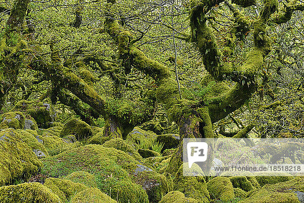 Großbritannien  England  Wistmans Wood im Dartmoor-Nationalpark