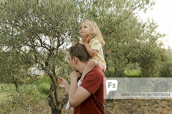 Girl with father looking at olive tree in garden