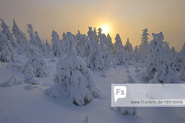 Germany  Saxony  Sun setting over snow-covered forest in Erzgebirge range