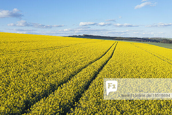 Germany  Baden-Wurttemberg  Tire tracks stretching through oilseed rape field in summer