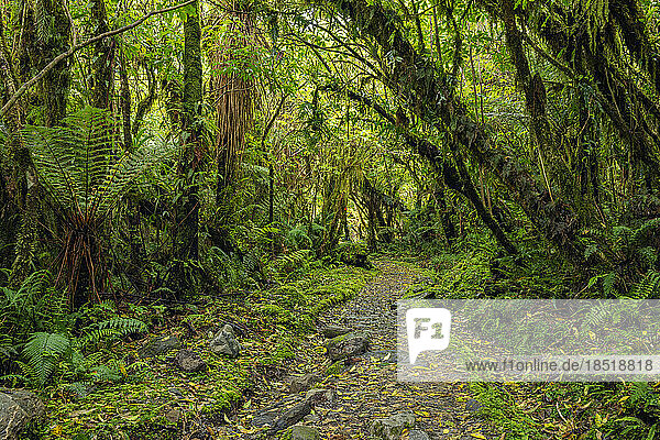 Neuseeland  Südinsel Neuseeland  Fußweg durch üppig grünen gemäßigten Regenwald im Mt. Cook Nationalpark