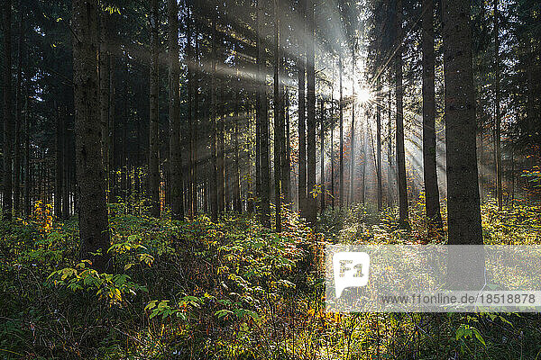 Germany  Baden-Wurttemberg  Rising sun casting beams through branches of forest trees in Swabian Alps