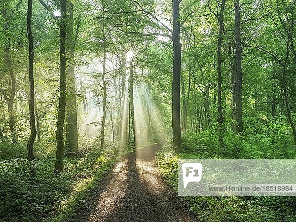Hiking trail through light-flooded natural beech forest  sun shining through morning mist  Burgenlandkreis  Saxony-Anhalt  Germany  Europe