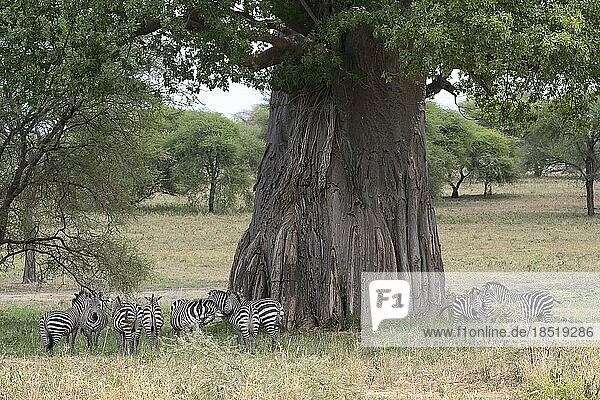 Steppenzebra (Equus quagga) oder Pferdezebra  Tiere vor afrikanischem Baobab (Adansonia digitata) Baum  Tarangire Nationalpark  Tansania  Afrika