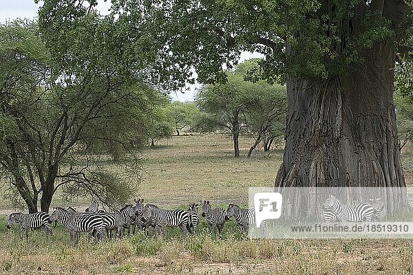 Steppenzebra (Equus quagga) oder Pferdezebra  Tiere vor afrikanischem Baobab (Adansonia digitata) Baum  Tarangire Nationalpark  Tansania  Afrika