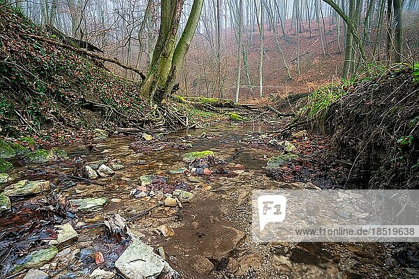 A small stream in the forest of Zeiselmauer-Wolfpassing  Lower Austria  Austria from a low position with branches and tree trunks in the stream bed. The sky is wintry grey and foggy. No people are visible on the hiking trail in the background
