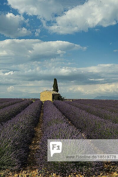 Flowering lavender (Lavandula angustifolia) field  Plateau de Valensole  Provence  Département Alpes-de-Haute-Provence  Region Provence-Alpes-Côte dAzur  Southern France  France  Europe
