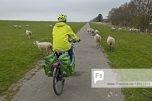 Cyclist riding between sheep on Elbe cycle path  Glückstadt  Schleswig-Holstein  Germany  Europe