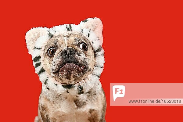 Verwirrter französischer Bulldoggenhund mit Katzenstirnband auf rotem Hintergrund mit Kopierraum