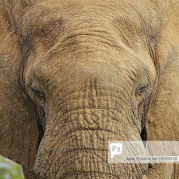Afrikanischer Elefant (Loxodonta africana)  erwachsenes Männchen  der Kamera zugewandt  Nahaufnahme des Kopfes  Tierporträt  Detail  Addo Elephant National Park  Ostkap  Südafrika