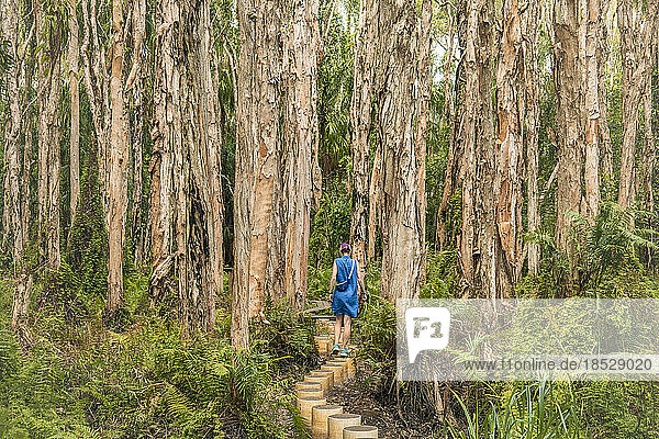 Australia  Queensland  Agnes Water  Woman walking on boardwalk in forest
