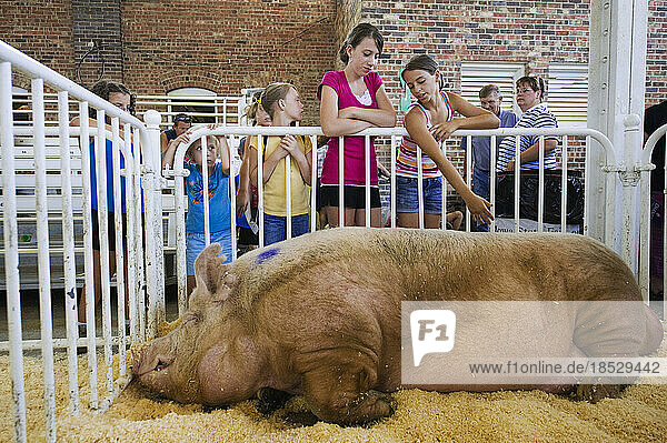 Beim Big Boar Contest gewinnt ein Schwein den Wettbewerb mit dem Rekordgewicht von 1259 Pfund; Des Moines  Iowa  Vereinigte Staaten von Amerika