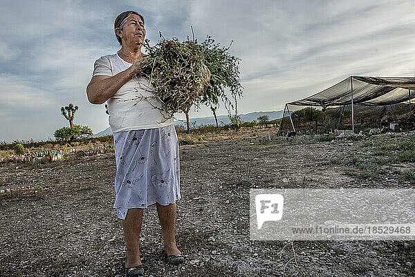 Eine Frau  die Kakteen züchtet  steht in der trockenen Landschaft und hält einen Arm voller Pflanzen; Matehuala  Mexiko