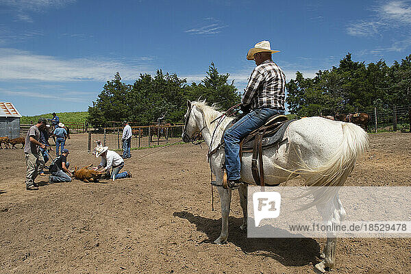 Ein Mann auf einem Pferd überwacht das Brennen von Rindern; Burwell  Nebraska  Vereinigte Staaten von Amerika