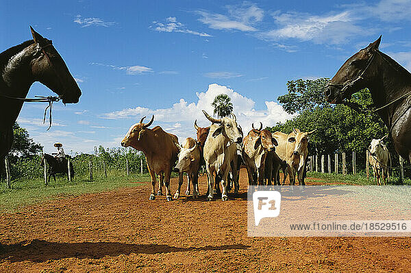 Cowboys surround a small group of zebu cattle; Pantanal  Brazil