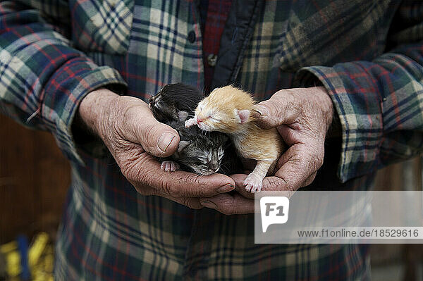 Älterer Mann hält neugeborene Kätzchen in seinen Händen; North Creek  New York  Vereinigte Staaten von Amerika