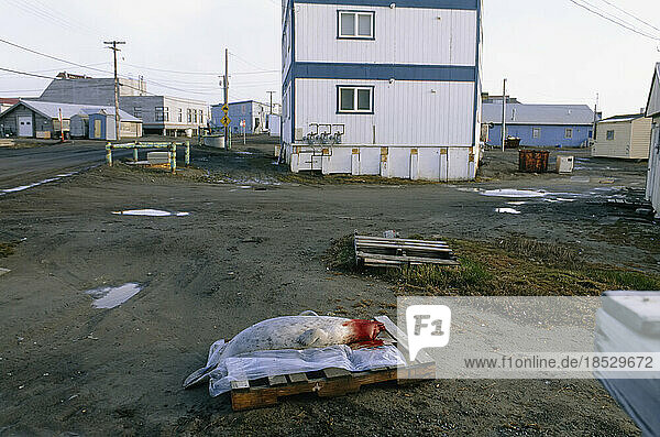 Siedlung mit Robbenkadaver  North Slope Gebiet  Alaska  USA; North Slope  Alaska  Vereinigte Staaten von Amerika