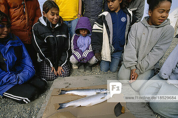 Inuit children and fish carcasses  North Slope area  Alaska  USA; North Slope  Alaska  United States of America